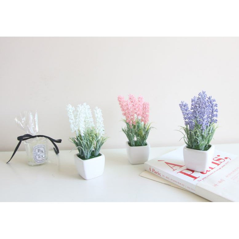 Bunga Hias pot Lavender